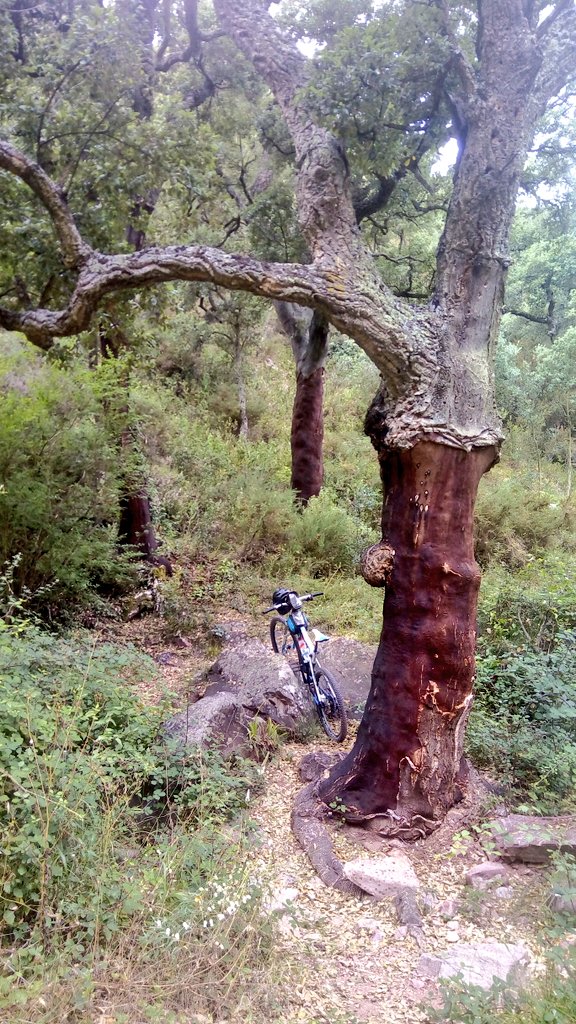 arbopalm's tweet photo. #Treebikeride in Quercus suber forest managed to produce and collect cork https://t.co/AyUp9jK2V8