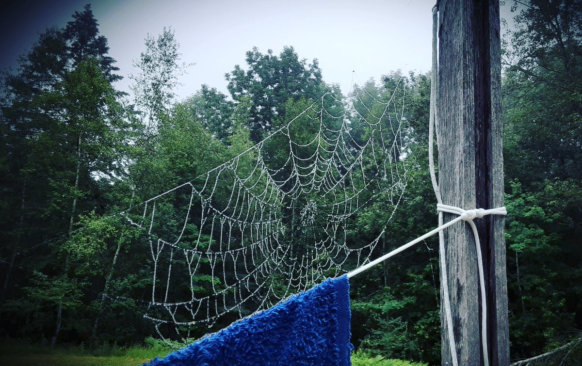 MommJeanQueen's tweet photo. Not a huge fan of spiders.. their webs though... 😍 #websofbeauty #mothernature https://t.co/bMVR0OpVQM