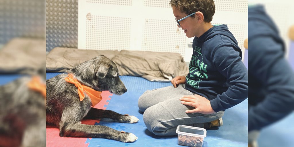 LoveDogs_fr's tweet photo. 👦💙🐺 Nos chiens médiateurs sont une source de compagnie, d'affection et  d'amusement quelque soit le niveau d'habileté intellectuelle cognitive ou sociale de nos bénéficiaires. Leur acceptation permet de travailler et restaurer l'estime de soi des enfants que nous accompagnons. https://t.co/ieYpQ2IKc5