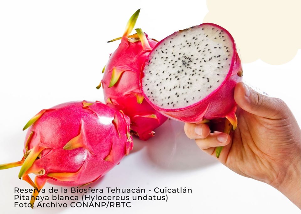 CONANP_mx's tweet photo. #SabíasQue inició la temporada de pitahayas en la Reserva de la Biósfera #TehuacánCuicatlán. 😍 En la región se producen tres diferentes especies: pitahaya blanca (Hylocereus undatus), pitahaya roja (H. purpusii) y pitahaya solferina (H. monacanthus). #ConservarParaVivir 🌵🌿 https://t.co/u94qiBlmhz