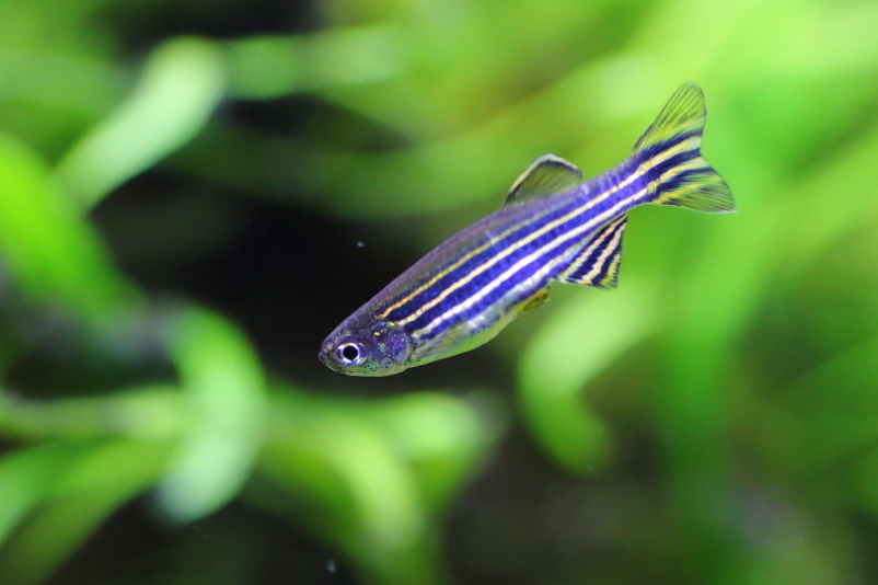 水草動画 黒と金の模様がカッコいい ゼブラダニオ ゼブラフィッシュ の飼育記録をアップしました 水槽内をいつも元気よく泳いでいます 餌の時間になるとワシャワシャ水面に集まってくる魚です T Co N6sn39waap 熱帯魚 水草水槽 ラスボラ