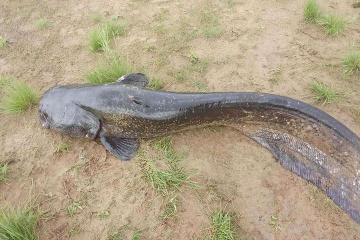 Сомы максимум. Сом 25 кг. Какая рыба водится в реке шексна. Сом 25 кг. Огромная рыба.