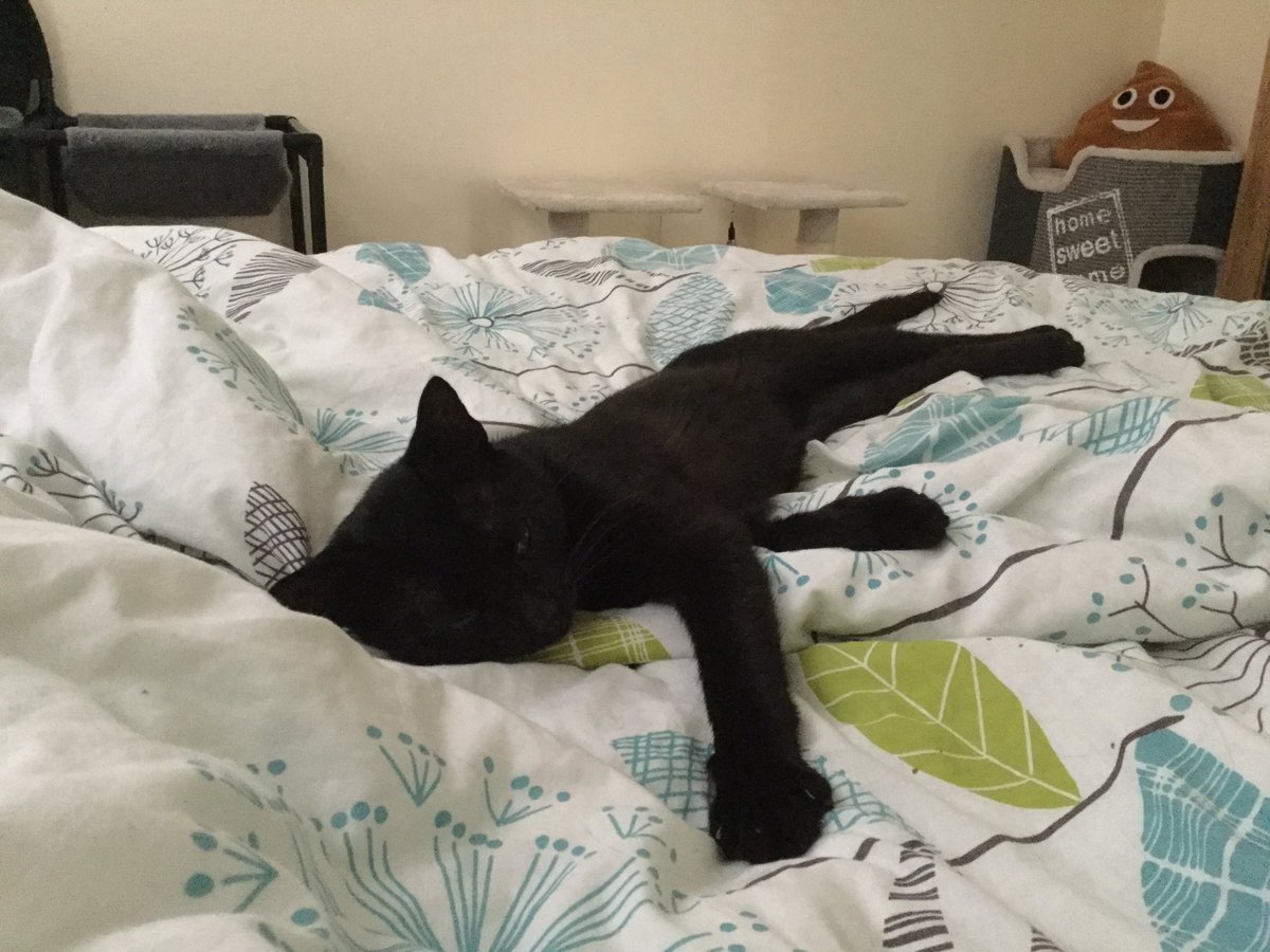 Pepperpots2's tweet photo. I think he melted. 😂 #williamspam #minipuma https://t.co/g7RXdjxbWY