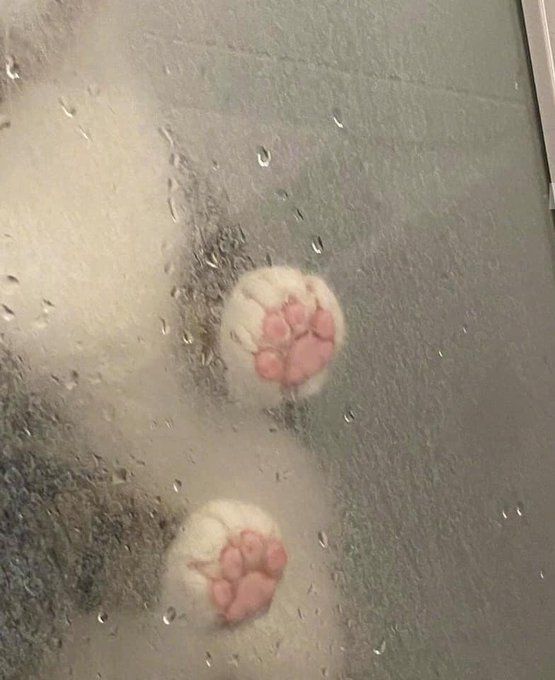 9GAG's tweet photo. Toe beans save all 🐾

@MeowedOfficial https://t.co/QSoN4w1xgQ