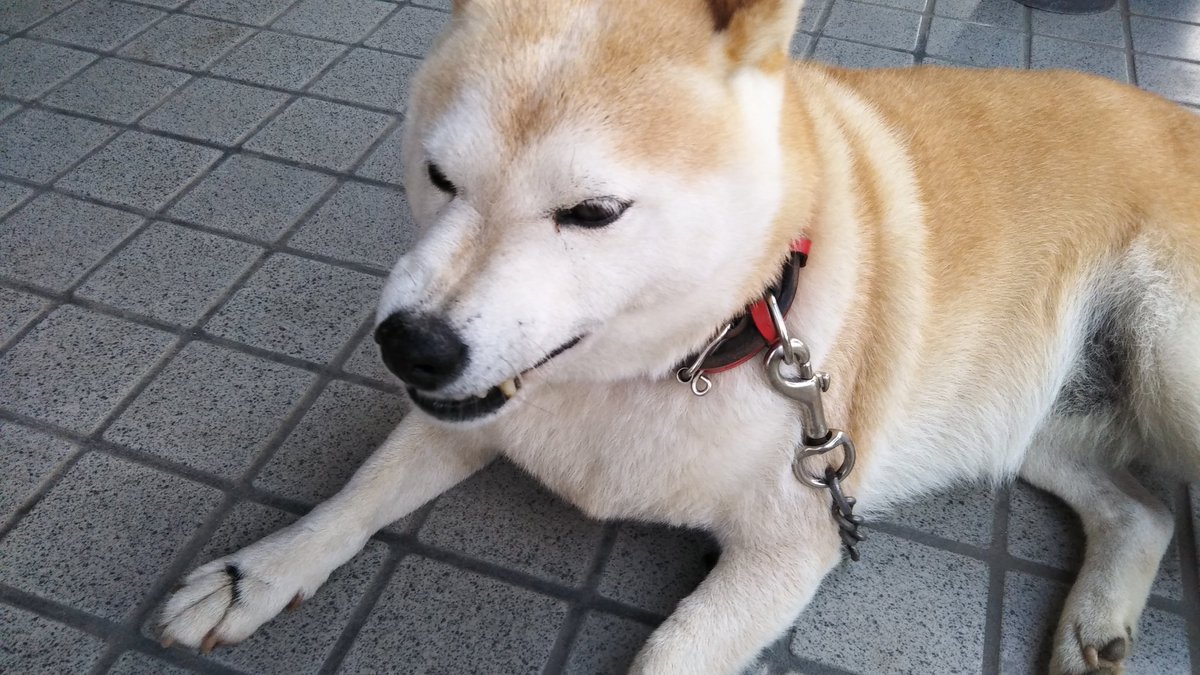 柴犬 梅ちゃん 今日も皆様一日お疲れ様様でした By梅ちゃん 柴犬 動物 犬のいる暮らし もふもふモフモフ