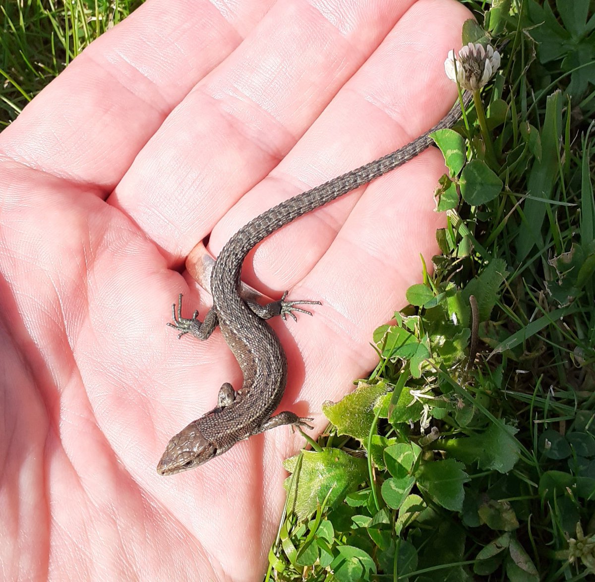 CSkrines's tweet image. This morning in House Assembly I encouraged the boys to take note of the nature, on their doorstep, that has benefited from lockdown and at lunchtime I found this lizard in my garden.