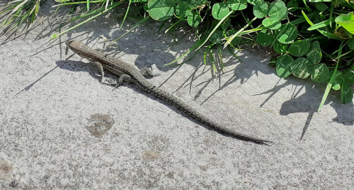 CSkrines's tweet image. This morning in House Assembly I encouraged the boys to take note of the nature, on their doorstep, that has benefited from lockdown and at lunchtime I found this lizard in my garden.