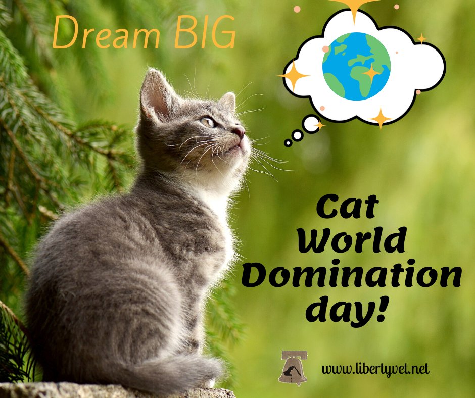 Does your cat dream of world domination??🤭