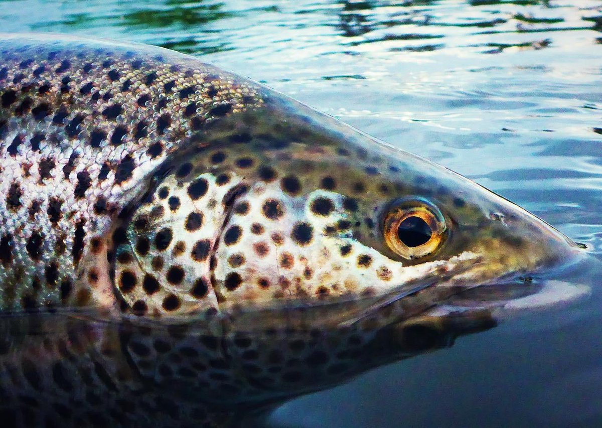 The River Don tweet media