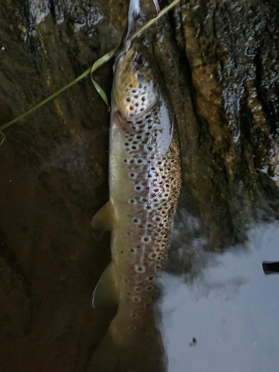 The River Don tweet media