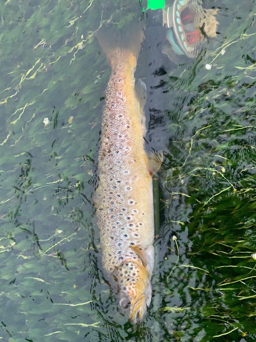 The River Don tweet media