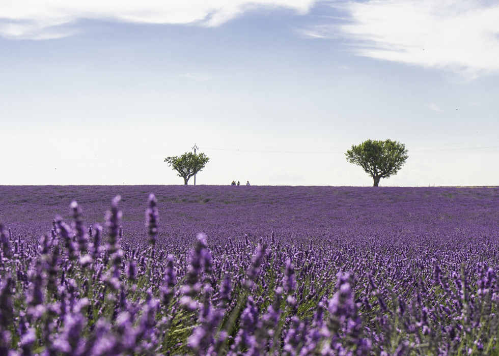 topthai888's tweet photo. ＃TOPTHAI旅行

季節限定    ＃紫色薰衣草下午茶
 紫色薰衣草，是許多女生心中浪漫唯美的代名詞！
與心愛之人一起漫步薰衣草花海，或許是不少女孩子的美好願望。

不必到法國普羅旺斯和日本富良野，也能任您感受到薰衣草這紫色芬芳之香。

地點：曼谷大倉新頣酒店
限定期間：7月1日- 9月30日 https://t.co/ty4KauvItB