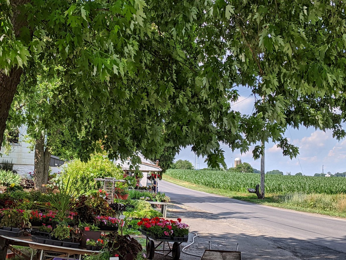 At the vegetable stand.