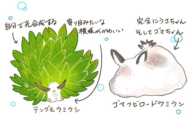 ゴマフビロードウミウシのtwitterイラスト検索結果