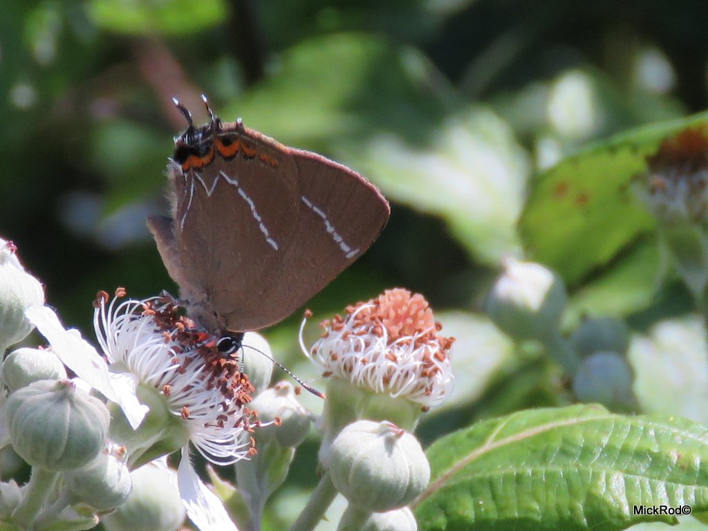 mickrod1's tweet photo. Nice morning at Gt. Holland Pits with White Admiral, Purple &amp; White-letter Hairstreaks all showing well https://t.co/4tACkse7A7