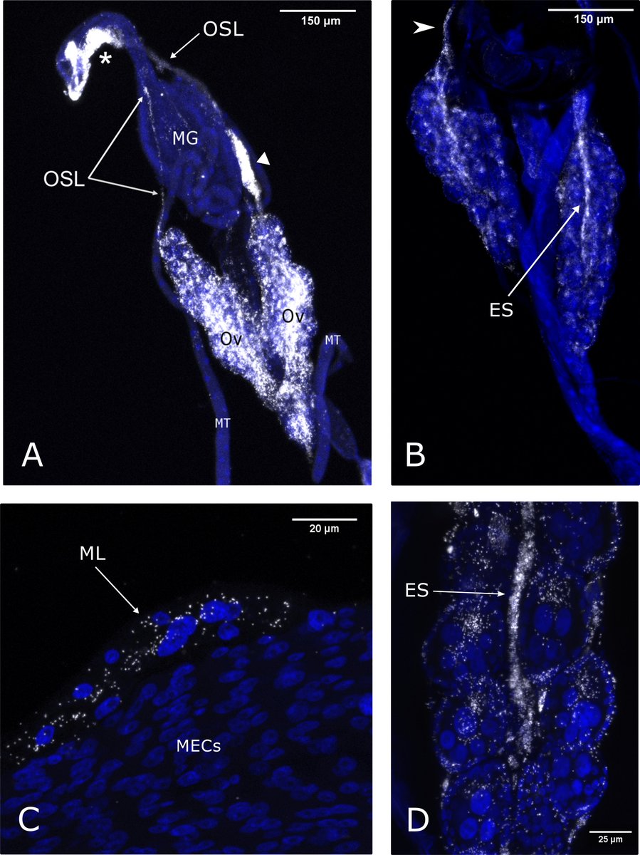 In our Highland midge, we describe Rickettisa infection of the ovarian suspensory ligament (OSL) which runs continuous with the ovarian epithelial sheath (ES), connective tissues which stabilise and enclose ovaries. (4/7)