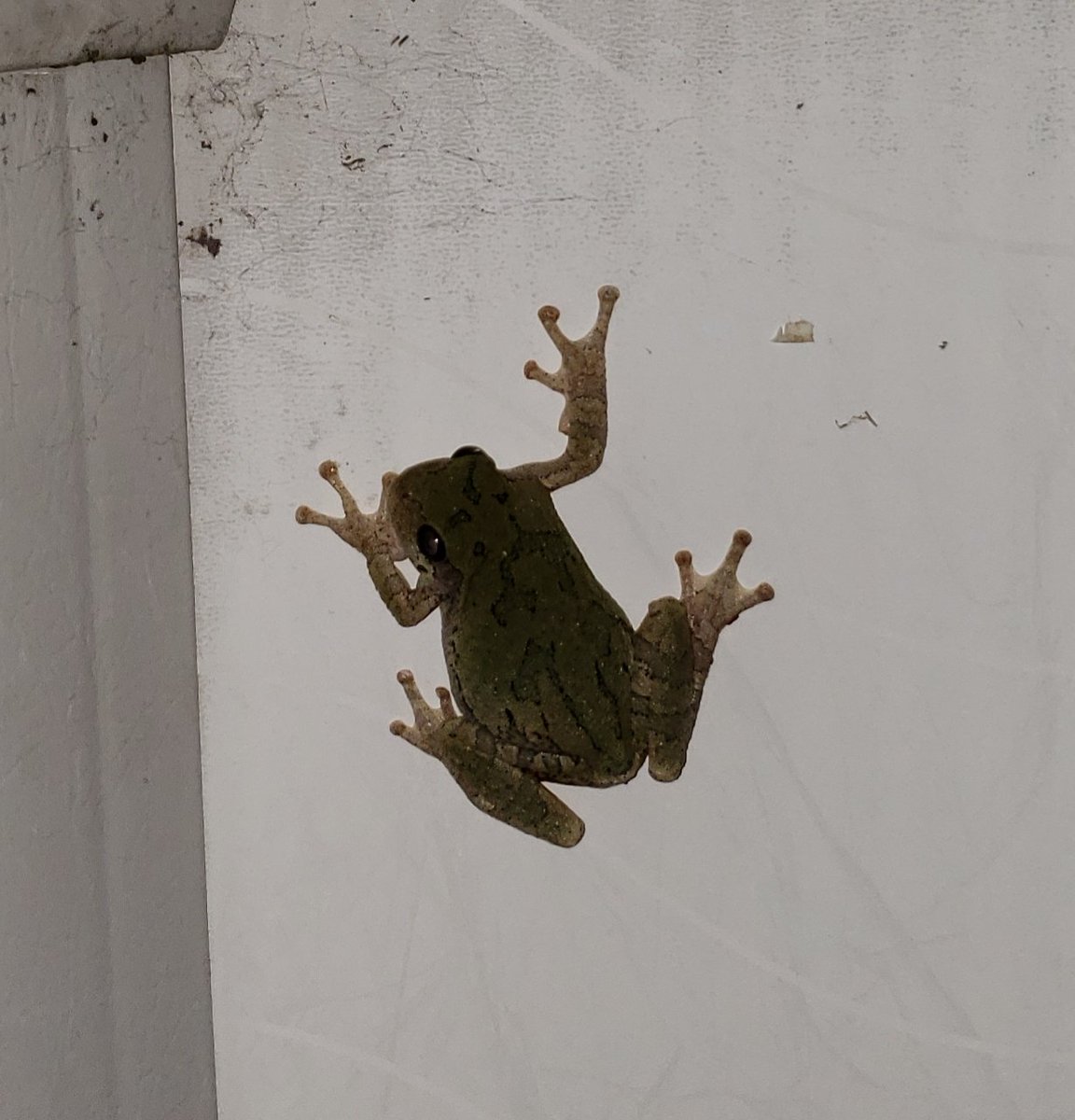 Tree frogs have been out and about they just love the fountain and plants..ect. Especially after a nice rain.🐸 #gardening #treefrogs #daylilies