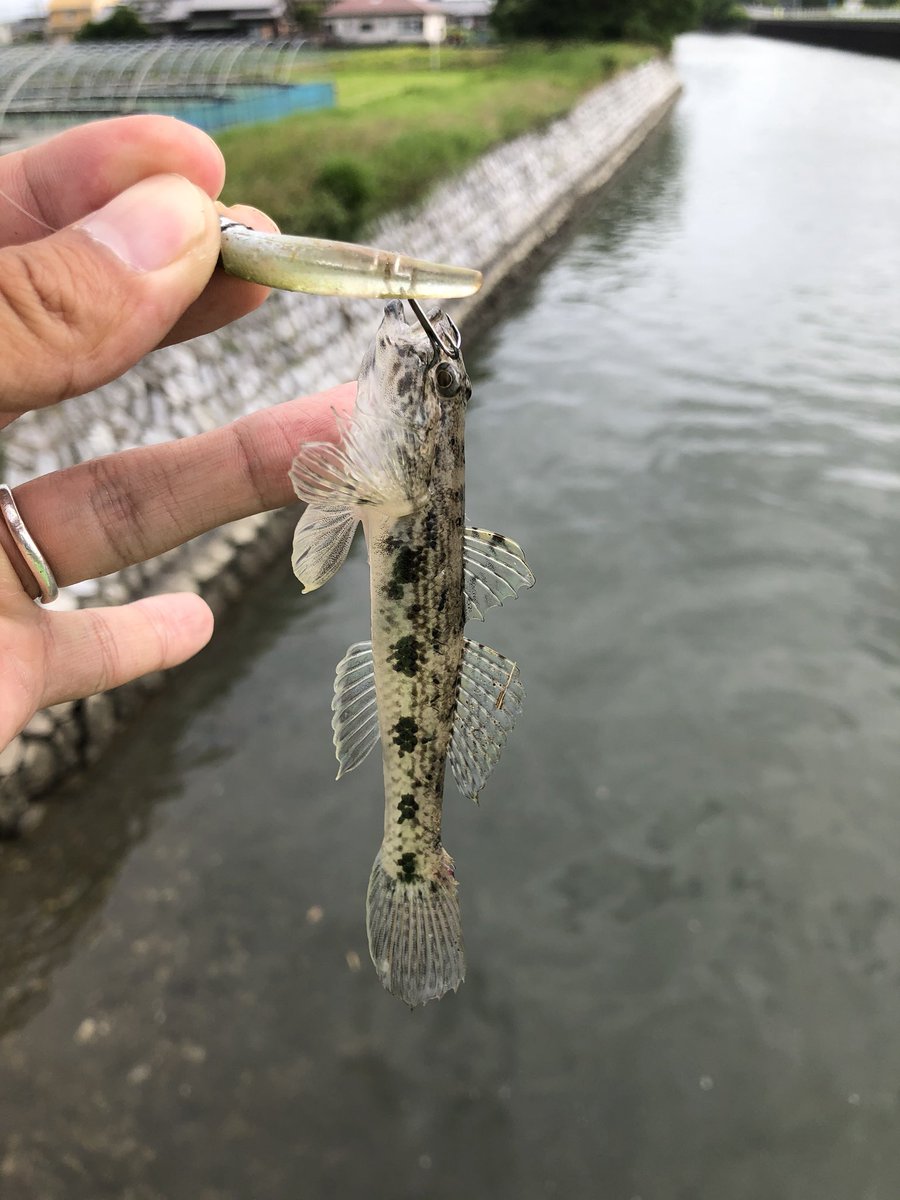 Ryrie 浜名湖名物チヌトップが出来たので ハゼ狙いにチェンジ 浜名湖のハゼ やたらとでかい 外道でかわいいヒラメちゃん