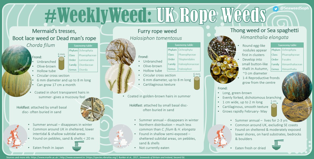SeaweedSoph's tweet photo. Happy #WeeklyWeed #Wednesday! 🌊🌱
These species are taxonomically diverse, but all reach impressive heights in the water column: up to 8m long! Whether 🤿 past or slurping them up as sea spaghetti🍝 be sure to 👀 out for these #seaweed giants.
@ExeterMarine @mcsuk @bps_algae https://t.co/R8onrFPxfv
