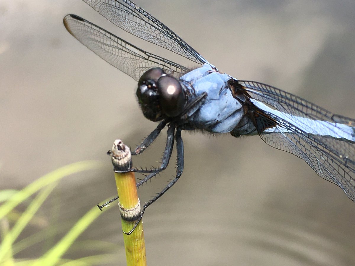 とんぼのめがね