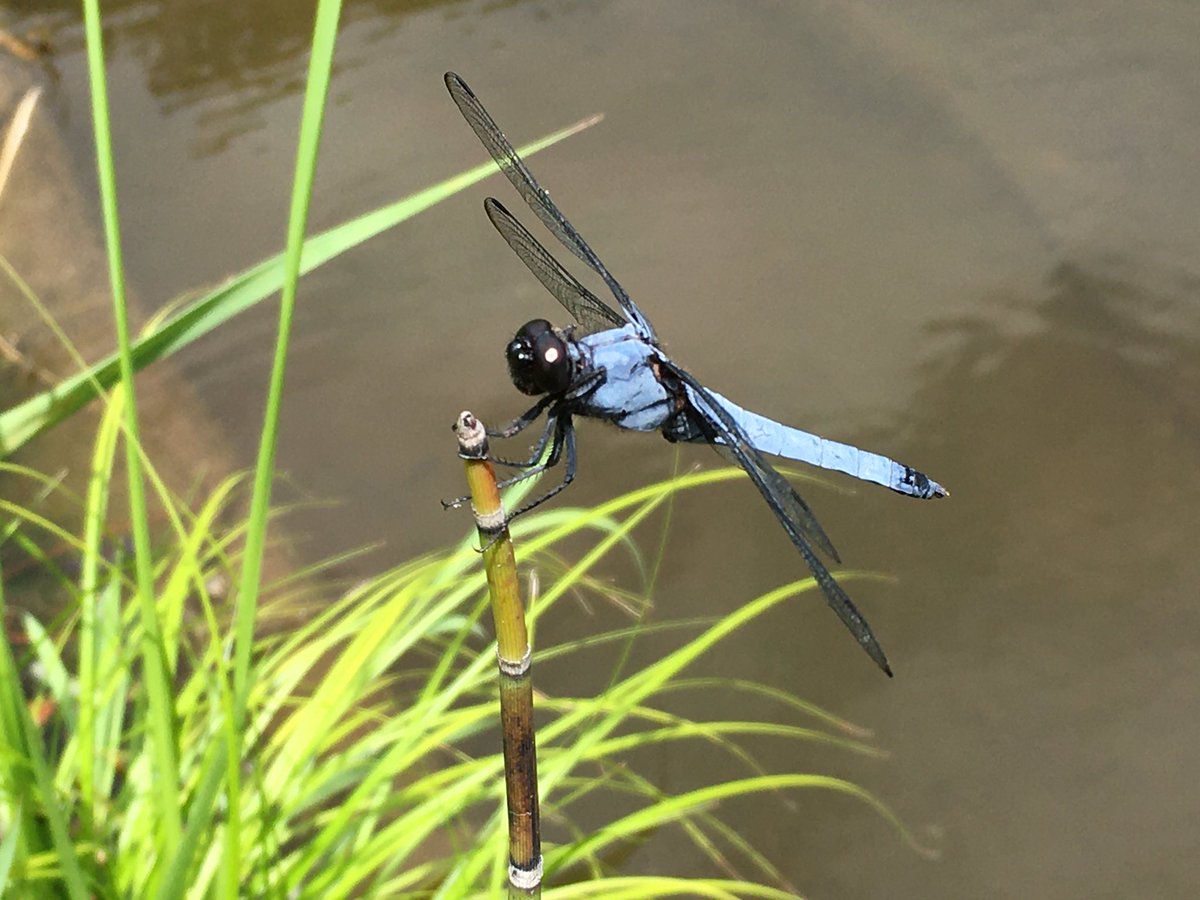 とんぼのめがね