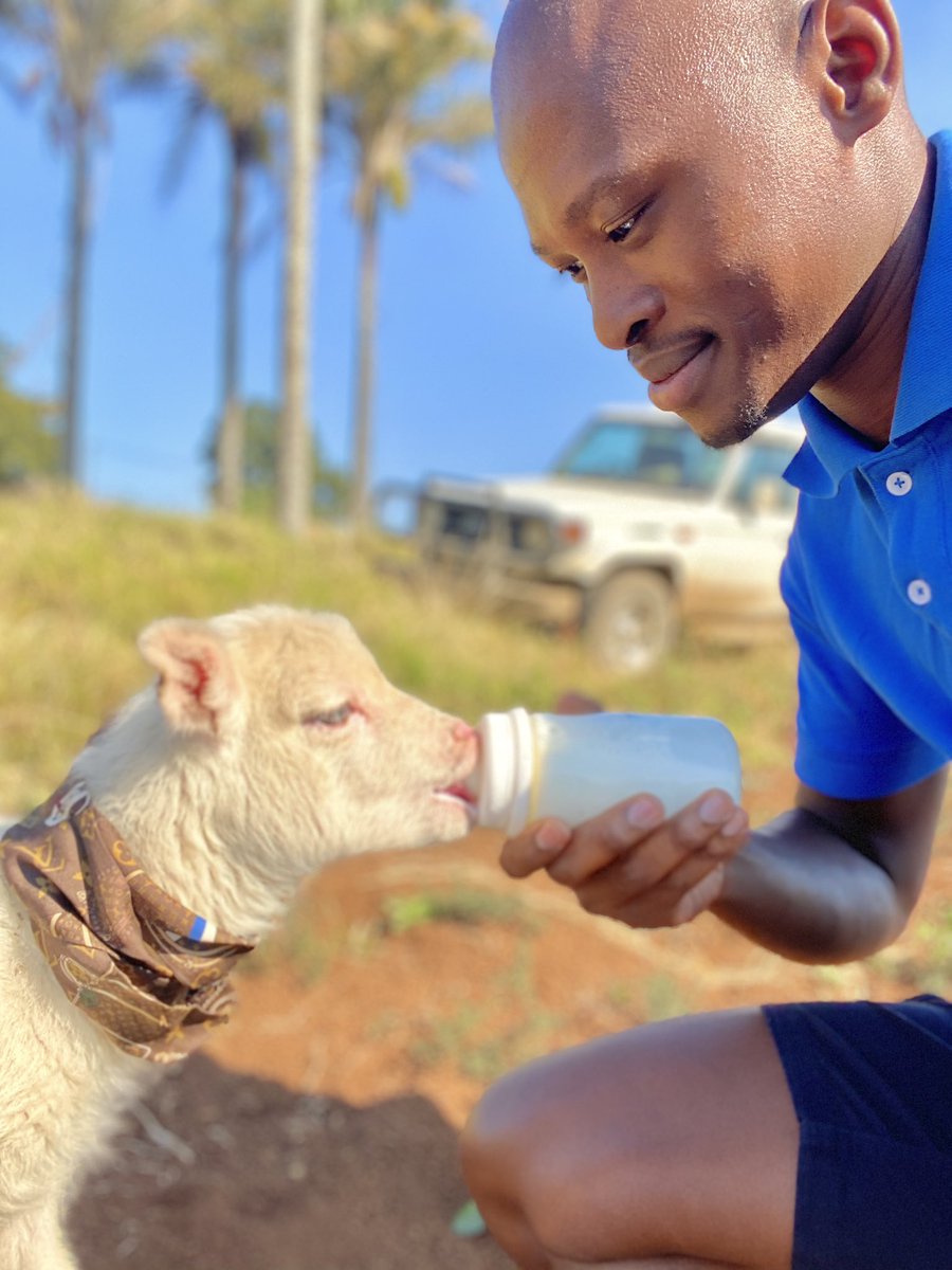 as_ngcobo's tweet photo. Lamb Is Temporary, Drip Is Forever... #YoungAndFarming #YoungAndHappy https://t.co/nM6fhSyiNy