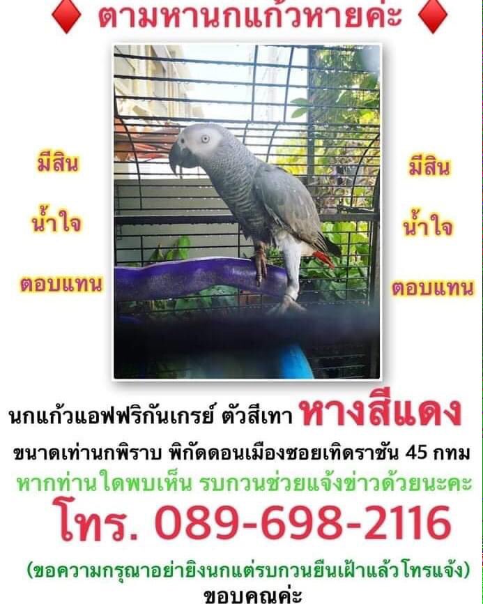 njmess's tweet photo. #นกแก้ว หายค่ะ 
พิก���ด #ดอนเมือง #ซอยเชิดราชัน 45 
ผู้ใดพบ มีสินน้ำใจตอบแทนค่ะ

ขออนุญาติดhasgtag
 #JS100 #นกหาย #สวพ.fm91
ขอบคุณที่ช่วยRTค่ะ https://t.co/S3O22WcYmf