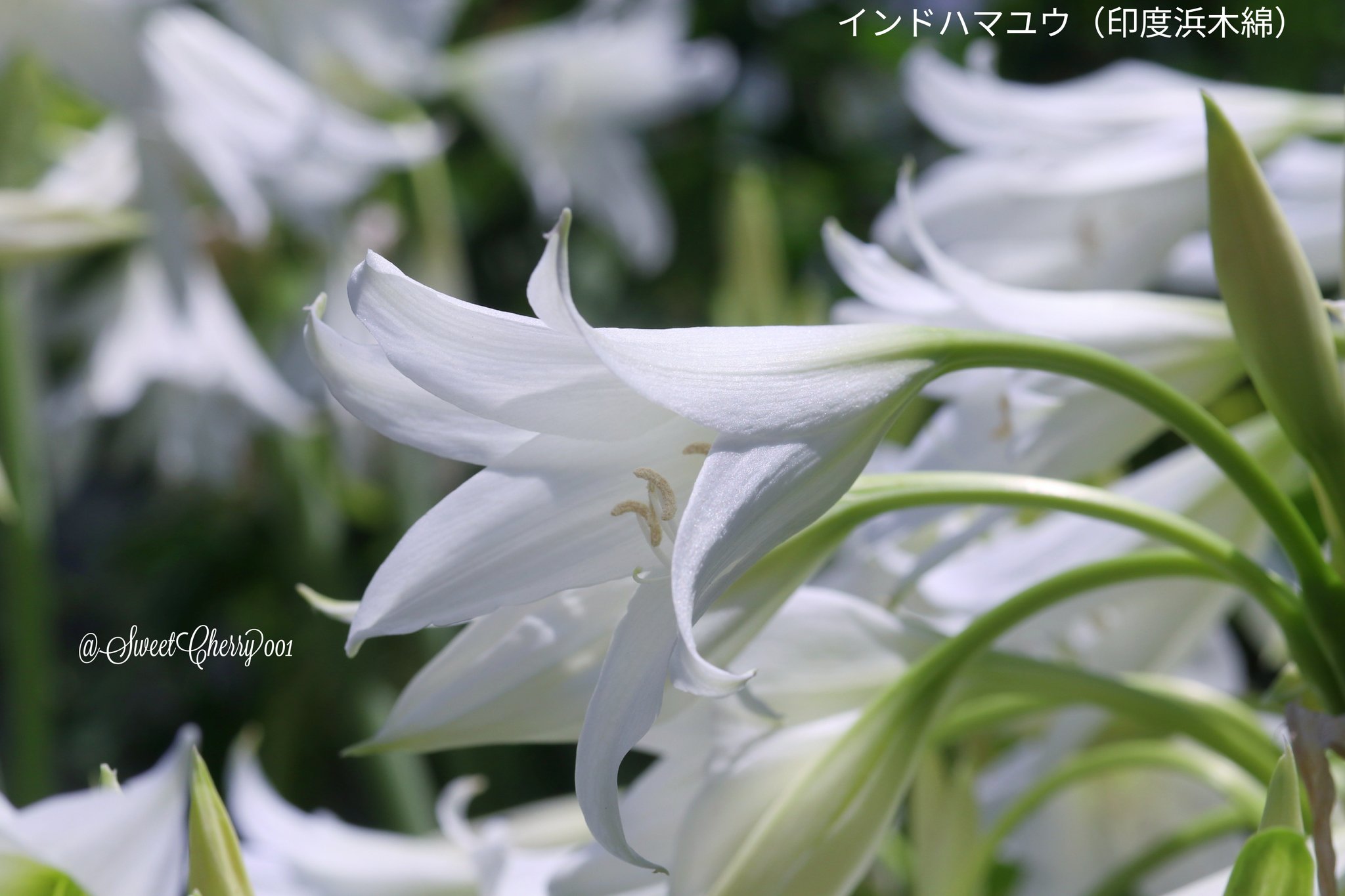 チェリー お返事は遅くなります 暮れて行きます お花を撮り始めた頃 このお花は白百合の小粒 と思って 調べてインドハマユウと分かりました 学名はアフリカハマユウだそうです どっちやねん 花言葉 どこか遠くへ 汚れのない