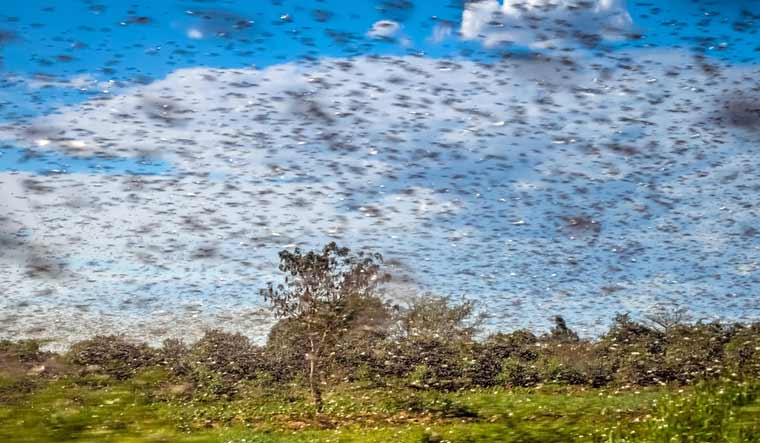 focusglobalrep1's tweet image. Resurgence of a Pest: Report on Locust Infestation -
The unfolding of COVID-19 pandemic and now a locust invasion has set a threatening agricultural crisis......more

focusglobalreporter.org/resurgence-of-… 

#agriculturalcrisis #behaviourchanges  #FAO #locustcrisis #LWO  #COVID19 #Food