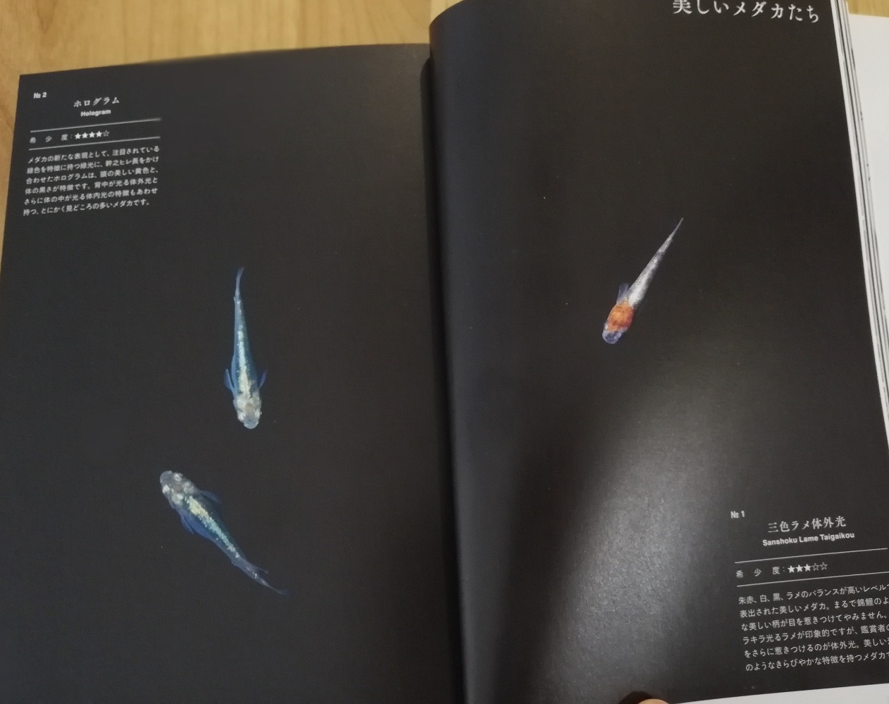エクスナレッジ 今月の新刊 世界一美しいメダカの育て方 美しい品種が続々誕生して大ブームとなっているメダカ の飼い方 育て方を美麗な写真 イラストで解説 屋内の小さなスペースで飼育でき 丈夫で手間いらずのメダカはステイホーム時代にも最適