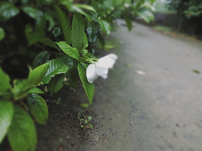 花のようにのtwitterイラスト検索結果 古い順