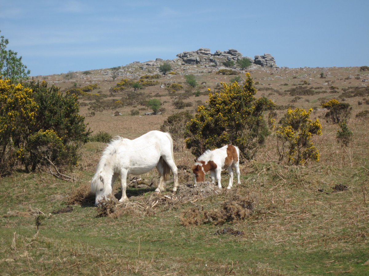 DevonRamblers's tweet photo. Great weather for walking - blue skies and sunshine. Here's some ideas of lovely places to walk from our @DevonRamblers - #Instow, Pew Tor, Clennon Lakes near #Goodrington and Blackpool Sands. @RamblersGB https://t.co/JrcC7FpqDI