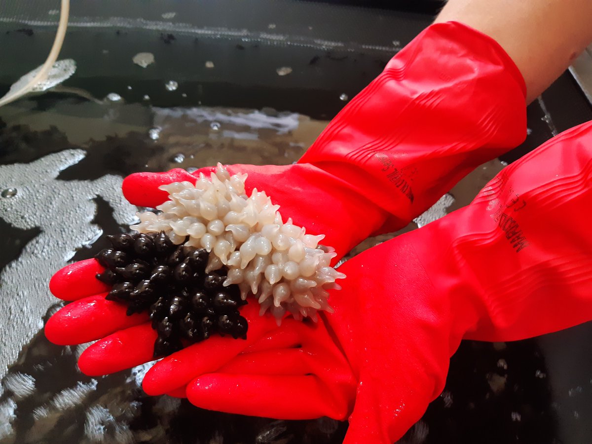 _Prizefish_'s tweet photo. Do you know why some #cuttlefish eggs are white, while others are black?
#fishery ##eggprotecttion https://t.co/YH2kRV5MYy