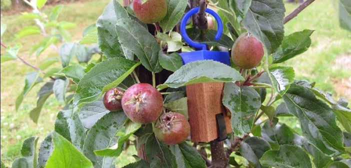Boosting numbers of beneficial predators with new insect refuges hortnews.com/boosting-numbe… #hortnews <a href="/AgrovistaUK/">Agrovista UK</a> <a href="/AgrovistaFruit/">AgrovistaUK Fruit</a>
