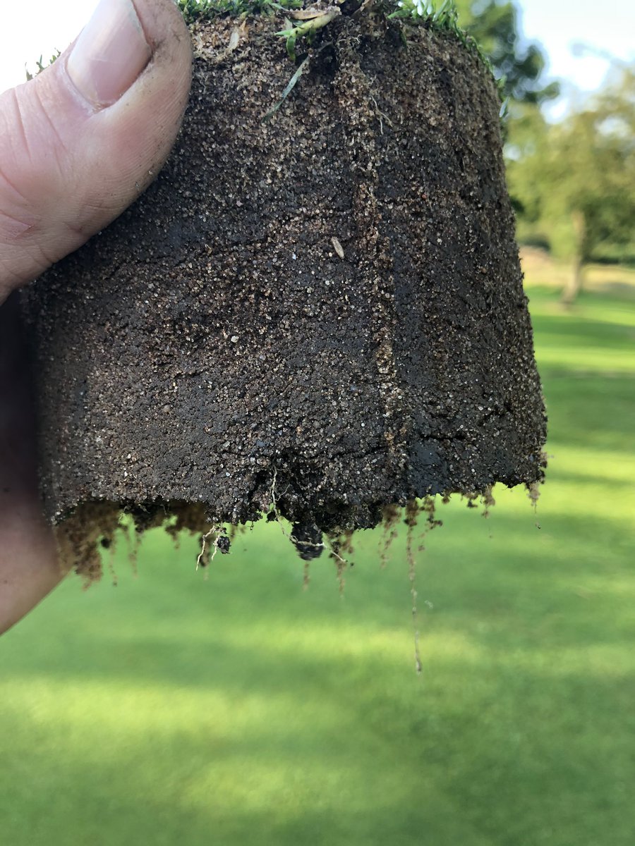marks_sm1th's tweet image. Great stuff after missing a cut yesterday, really seeing any bents we have starting to kick off and great to see roots starting to respond. Long way to go, but we are just starting to turn in favour of the finer grasses @PhoenixGolfClub #soilfoodweb #microbiome  #composttea #air