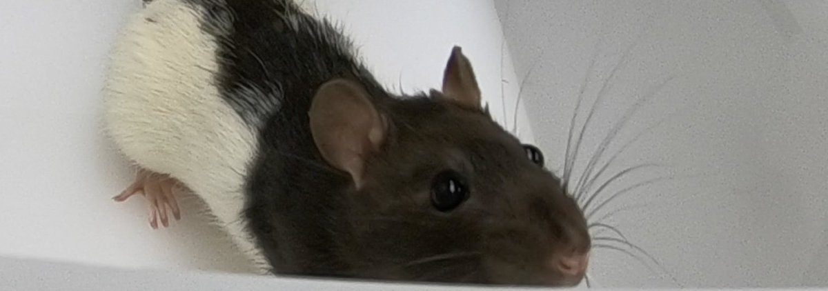 So we tickled some rats, did some science stuff and got some cool results!   #rats  #phdchat  #ticklingRatsForScience https://onlinelibrary.wiley.com/doi/full/10.1111/eth.13075
