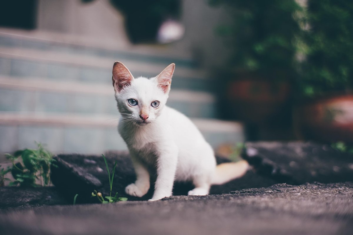 7artisans's tweet image. Gittipong Vray，#7Artisans 35mm f1.2

🐱🐱🐱
＃にゃこ
#可愛い猫 
#写真撮ってる人と繋がりたい
#写真好きな人と繋がりたい
#カメラ好きな人と繋がりたい
#いい写真を撮るのでフォローしてください
#写真の奏でる私の世界
#ファインダー越しの私の世界
#ファインダー越しの私の世界 #キリトリセカイ