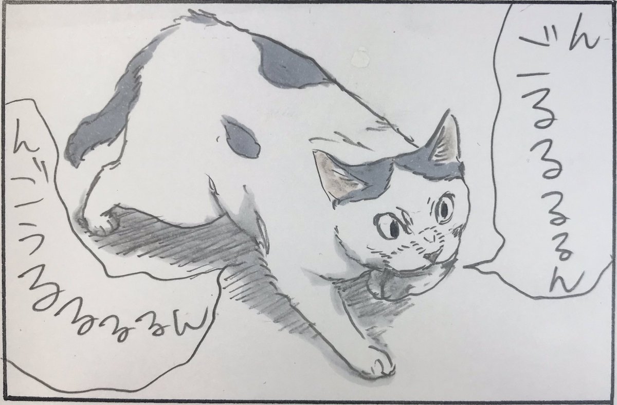 『ノラ猫ファイル③』 