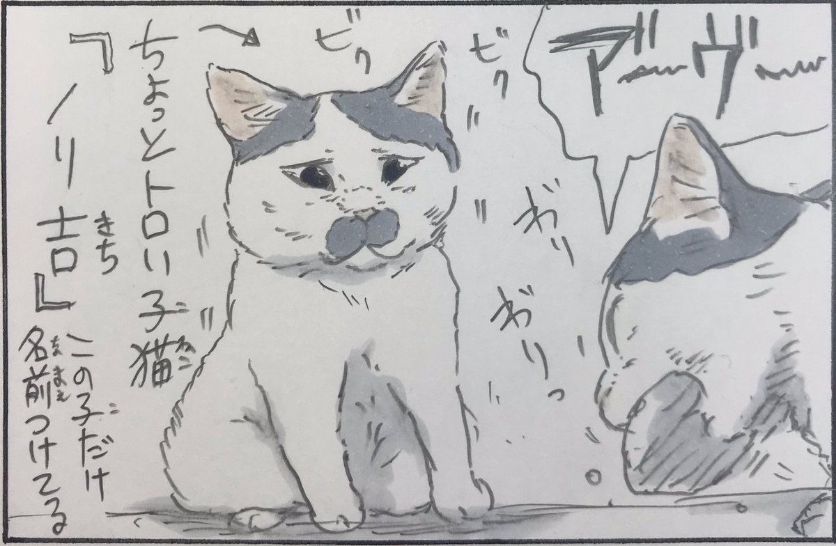 『ノラ猫ファイル③』 