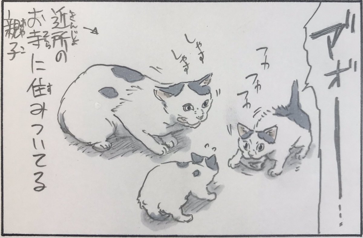 『ノラ猫ファイル③』 