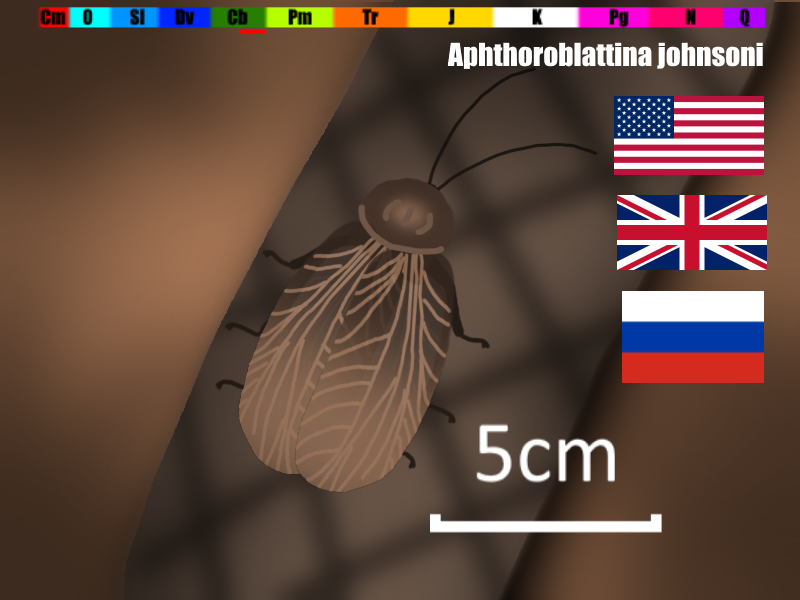 たてぃとぅてと 古生物と虫 今日の絶滅昆虫 50cmは本当 アプソロブラッティナ 学名 Aphthoroblattina 分類 昆虫綱 ニセゴキブリ類 Blattoptera 目としては不確定的 生息年代 石炭紀後期 発見地 アメリカ イギリス ロシア 前翅長 2 7