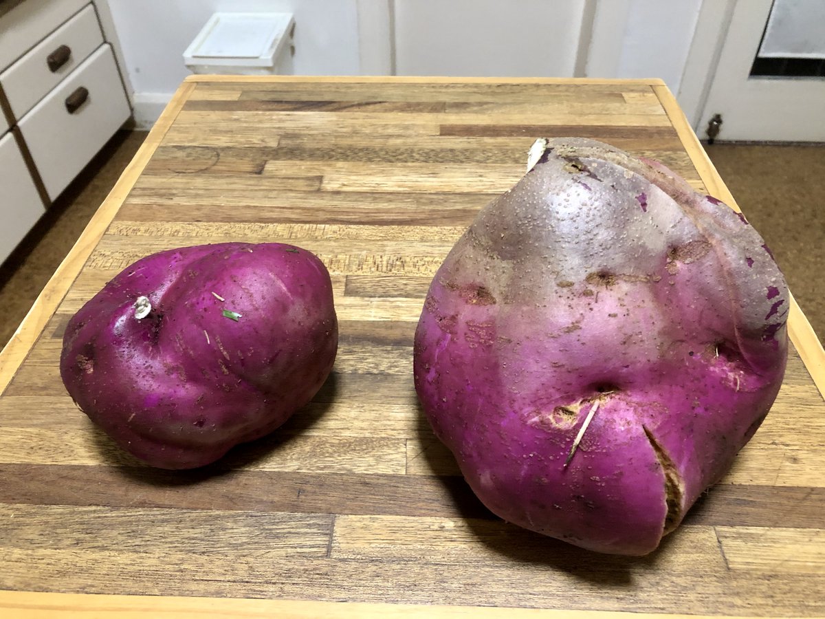 StephenJHunter1's tweet photo. Probably left these Kumera in the ground a wee bit long... #sweetpotato #kumera #vegepatch #monsterveg https://t.co/oP12ptlhxp