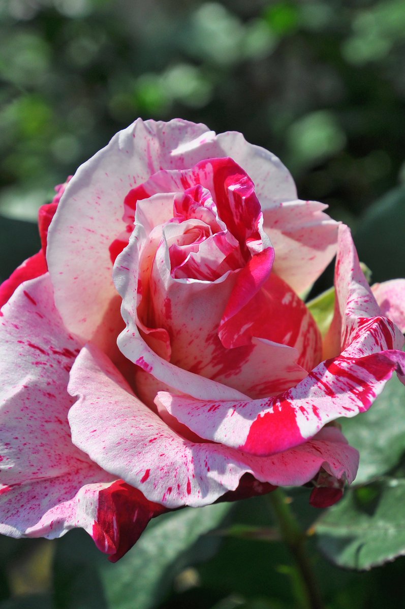 rosa_orientis's tweet photo. #クレイジートゥ #CrazyTwo

チェリーレッドと淡いピンクのストライプが個性的な花色 整った半剣弁高芯咲きの大輪花 花保ち良く花枝が伸びる切り花品種 #タイプ３ 

【公式本店】https://t.co/luXsHtCTnF
【楽天店】https://t.co/dwB4hgFj0s https://t.co/BbG5sUc43b