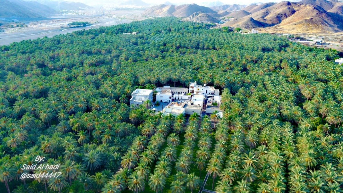 و إذا مررتَ على الحبيكِ فقف بها
تقضي لها فرض التحية و السنن
حيث المخالدةُ الكرام تسابقوا
للمكرمات ، فنعم ذياك السكن

- تقريري القادم من هذه الحارة الرائعة في قرية سرور ، التصوير الجوي للمصور<a href="/Said44447/">Said al-hadi🇴🇲</a>  يوضح روعة القرية المحاطة بمئات النخيل.

- شكراً للكرام أهالي حارة الحبيك.