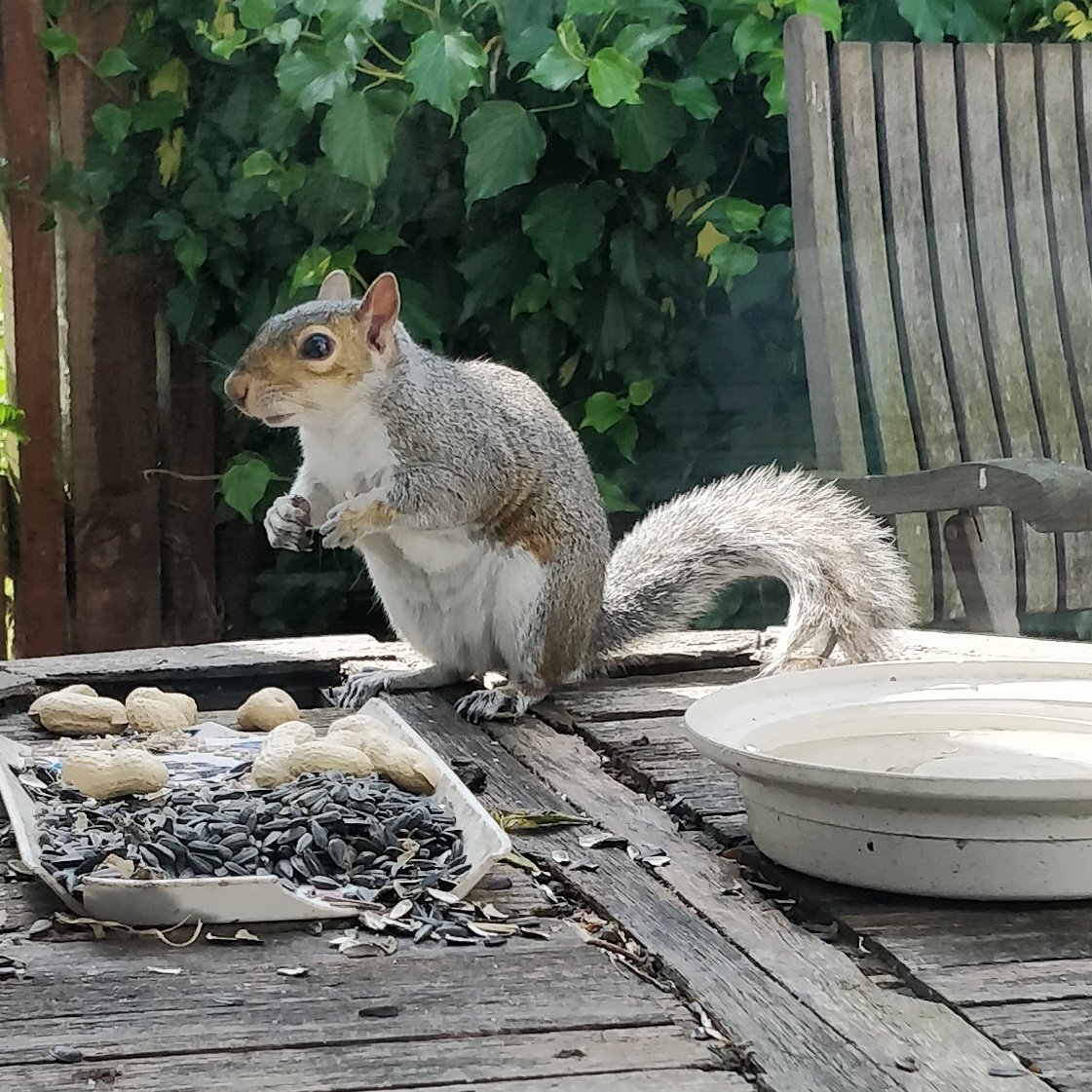 It's going to be a hot one. Time to stash and snooze 🐿️ #squizzysquirrel #squizzy #squirreltwitter #scottishsquirrel #scotland #cute #scottishwildlife #greysquirrel #squirrelsofinstagram #squirrels #squirrellove #squirrelsofig #squirrellife #squirrelfriend