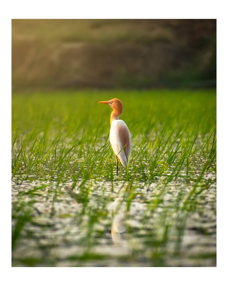 Heron 🌹

#photography  #ngtindia #natgeo #500px #iamnikon #nikond5300 #indiapictures #natgeoyourshot #naturephotography
#landscapephotography #nature  #nikonindiaofficial #nikonindia #himachalpradesh  #traveldiaries_around #himalayangeographic  #jibhiadventure #heron #birds