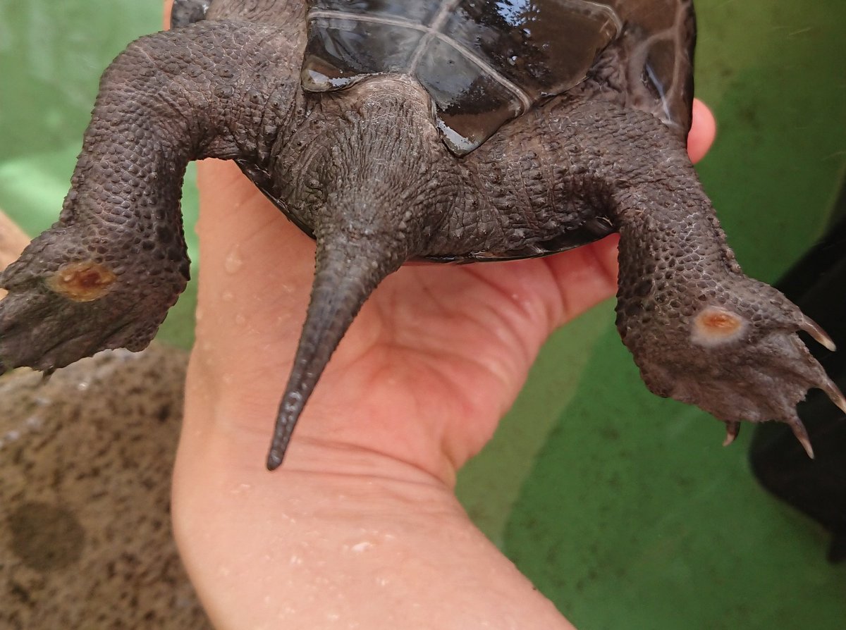 ふめ クサガメと趣味 Na Twitteru T Co Fpusipeji6 コメぽの足 裏の傷は カサブタっぽいもの 茶色の ができ 剥がれて白い皮膚っぽいものができてきました しかし今度は 夏で食欲が上がったからかハミ肉が その分 も多いですｗ クサガメ T Co
