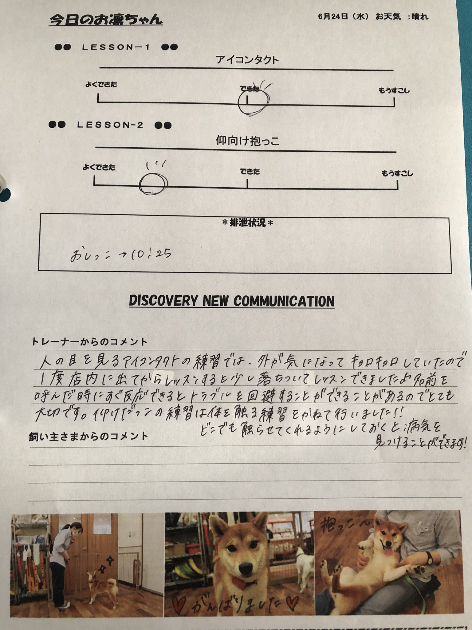 柴犬お凛の日常 Rin S Life お凛の通信簿 一枚目 体験入園6 3 水 二枚目 本日 6 24 水 まだまだ色々覚えたり慣れたりしないとだね でも 頑張った えらいえらい 今日はアイコンタクトと仰向け抱っこの練習 柴犬 Shiba Puppy 今日の