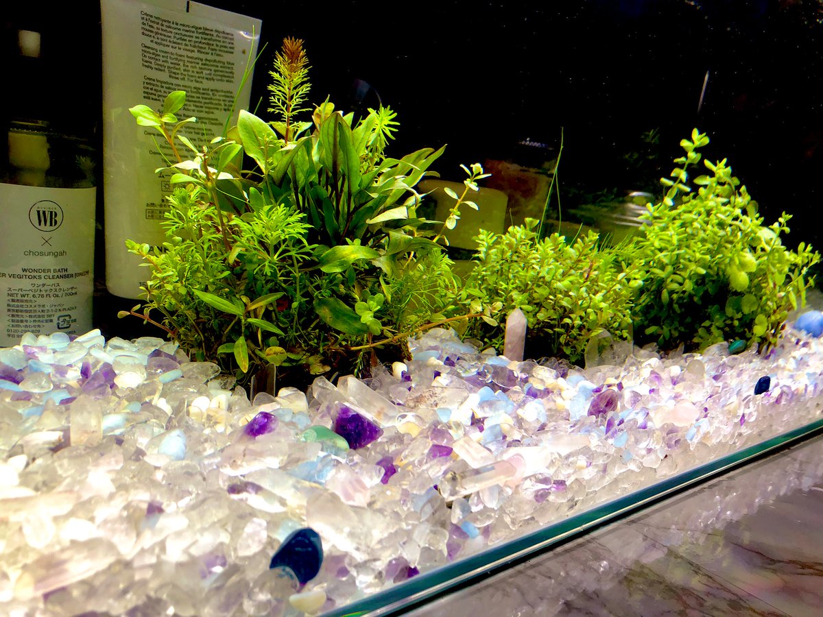 初代y猫卍 かなり透明感でてきたよーん あと 1週間くらいしたら ここに魚入れる アクアリウム 水草強い人 なんかアドバイスとかあれば 言ってください ๑ ᵕ ๑ マジ初心者です 背景が生活感出過ぎてるのは スルーしてね 初代y猫卍 かなり透明感でてきたよーん あと 1週間くらいしたら ここに魚入れる アクアリウム 水草強い人 なんかアドバイスとかあれば 言ってください ๑ ᵕ ๑ マジ初心者です 背景が生活感出過ぎてるのは スルーしてね