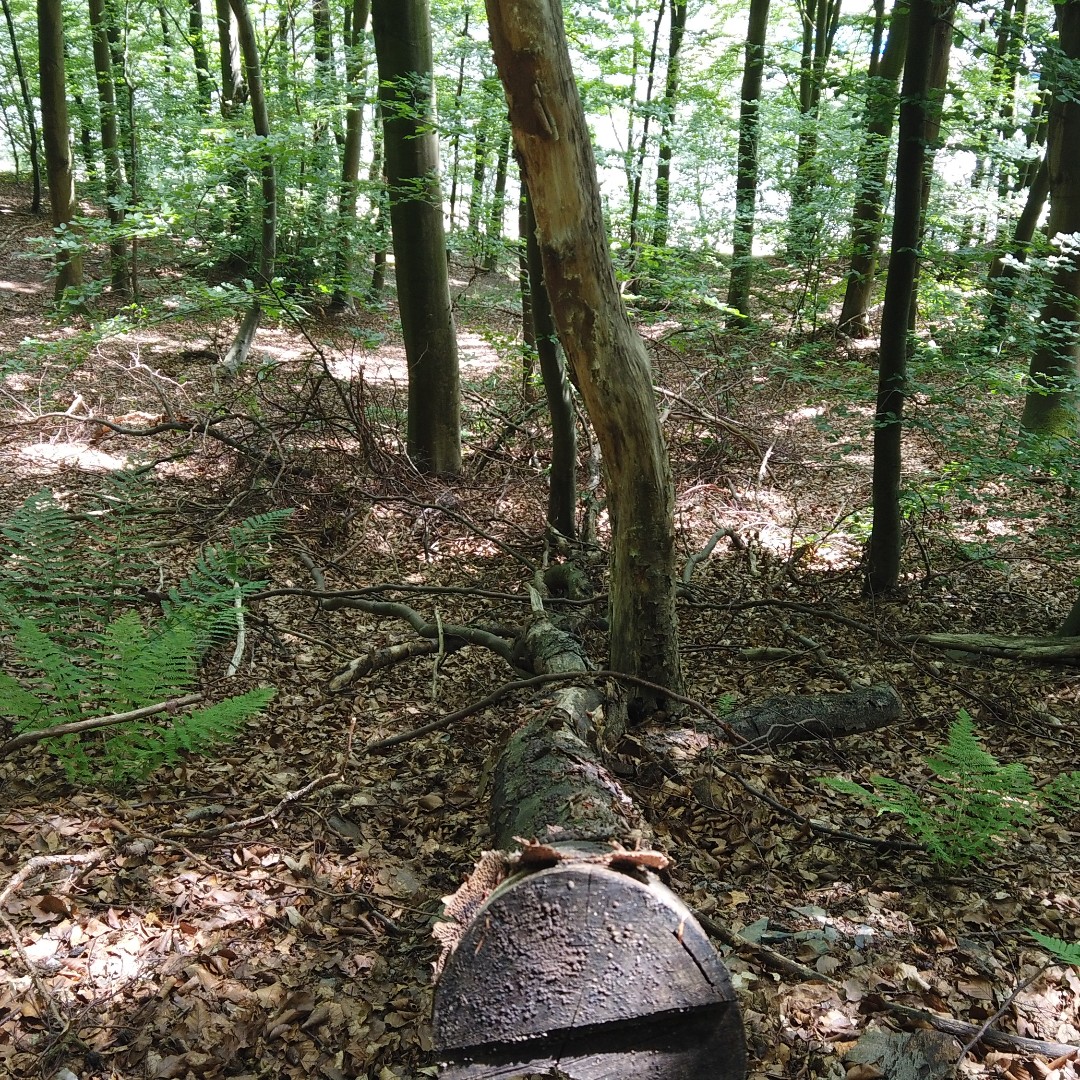 GazorTrail's tweet photo. https://t.co/ex6oZt2xEI #exploring #valley #backcountry #bush #backpack #hiking #tramping #tent #walking #camping #trails #trailgazor #views #amazing #nature #forest #village #germany #eifel https://t.co/lccj7MaKsX
